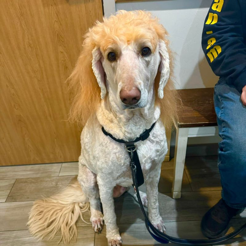 veterinary medicine veterinary care for dogs